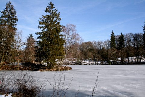Saint-Sylvestre - Grandmont - étang des chêne pris par la glaces 