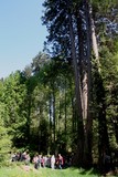 La-Jonchère-Saint-Maurice - l'arboretum : séquoia sempervirent