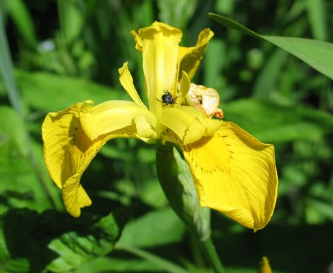 Flore de la Gartempe : iris faux acore