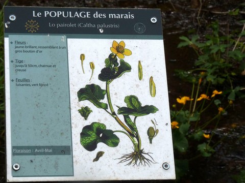 Bersac-sur-Rivalier - pupitre sur le sentier botanique