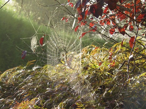 La-Jonchère-Saint-Maurice - les araignées 